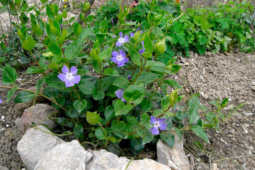         Фото http://jalita.com/guidebook/flora/vinca_minor.shtml