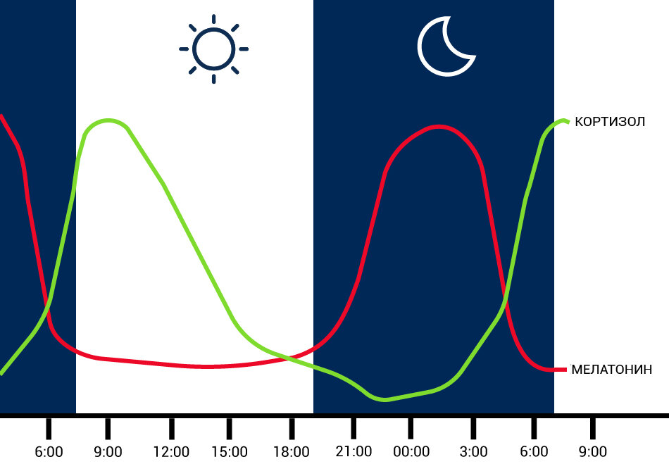 Выработка гормонов по часам в организме человека схема