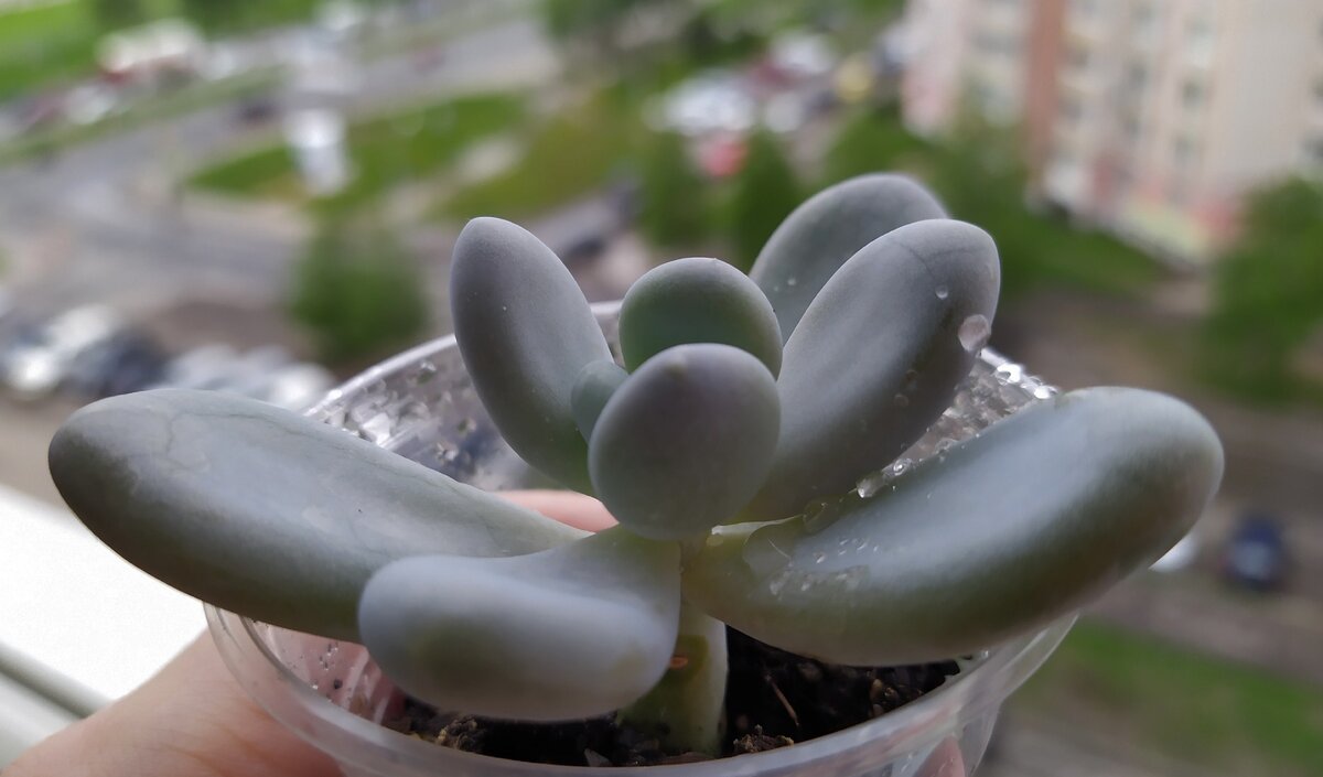 Пахифитум Корвус