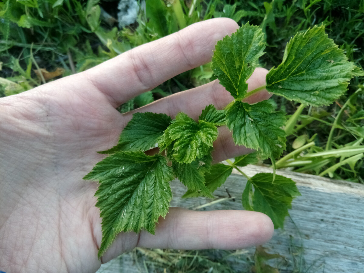 Малина рядом с грядками, ползет, осваивает новые территории