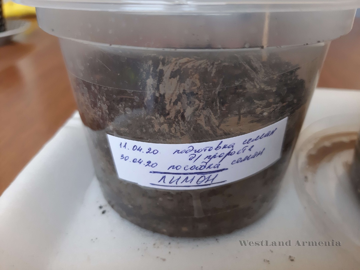 Горшок "А" - Росток "А1"