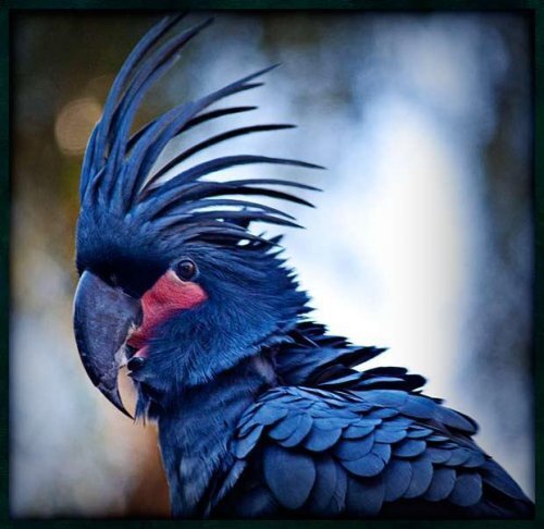 3. Пальмовый черный какаду, цена за которого начинается от 16 тысяч долларов. Чаще всего эту птицу можно встретить в зоопарке, в домашних условиях содержать черного какаду довольно с ложно – он с легкостью перекусывает металлические прутья клетки толщиной 4-5 мм. Вдобавок, этот экзотический питомец питается орехами канарского дерева, которые трудно чем-либо заменить. Поэтому даже в зоопарках жизнь черных какаду относительно недолгая. 
