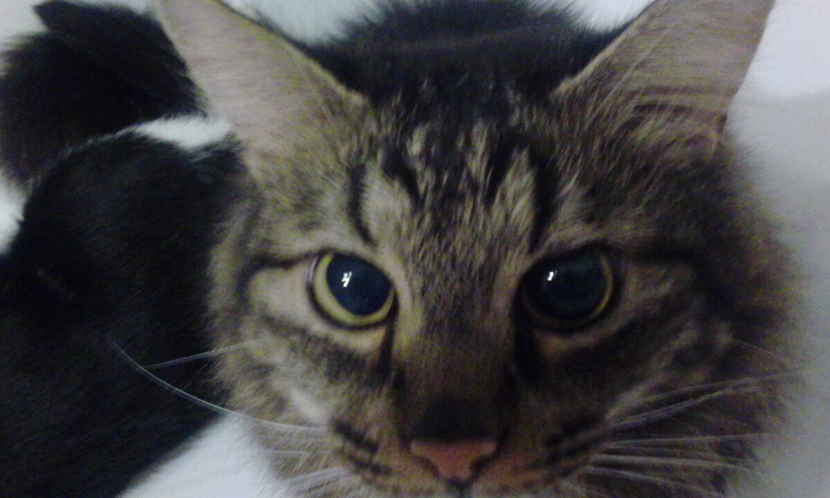 Пух в размышлениях