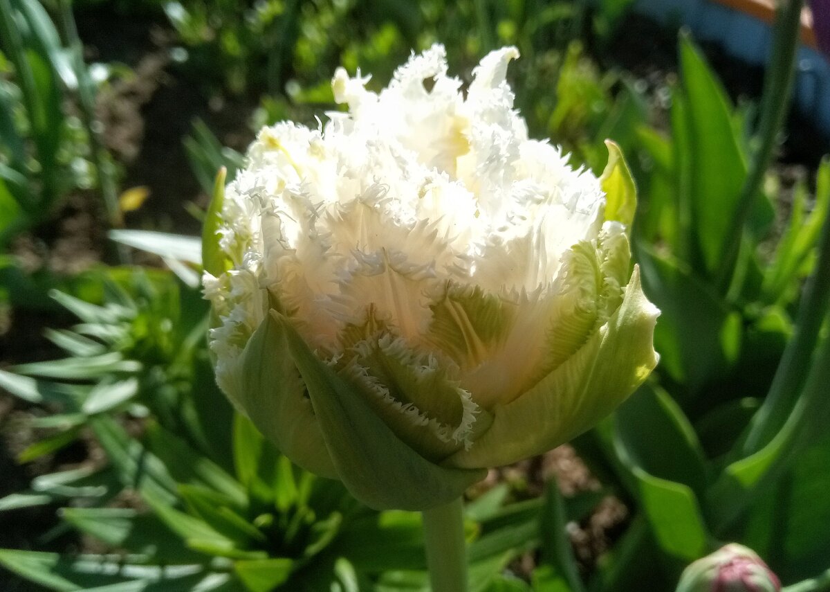 Гибрид тюльпанов. Tulipa exotic Emperor. Тюльпан Крокодильчик. Тюльпан Стар оф Пэррот. White Valley тюльпан.