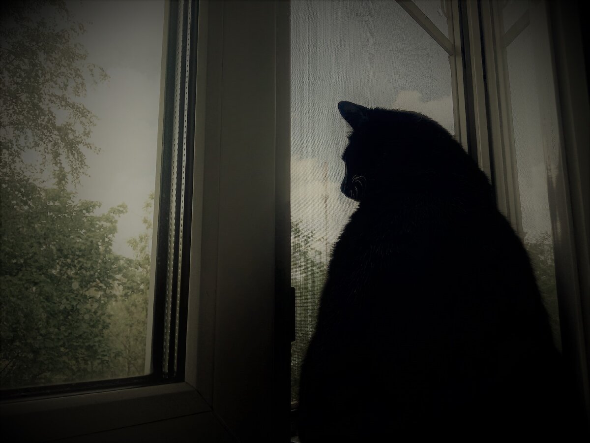 Депрессия или нет? Кот не знает...