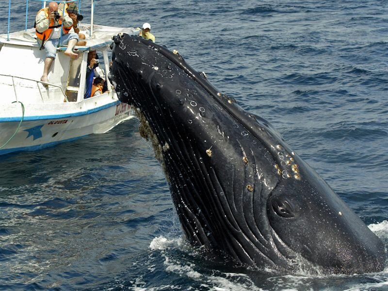 Гигантский пенис кита выбросило на австралийский пляж