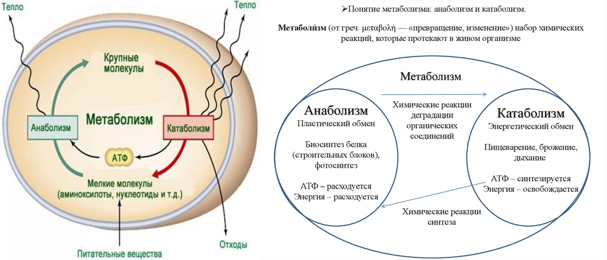 Обмен веществ 2 процесса