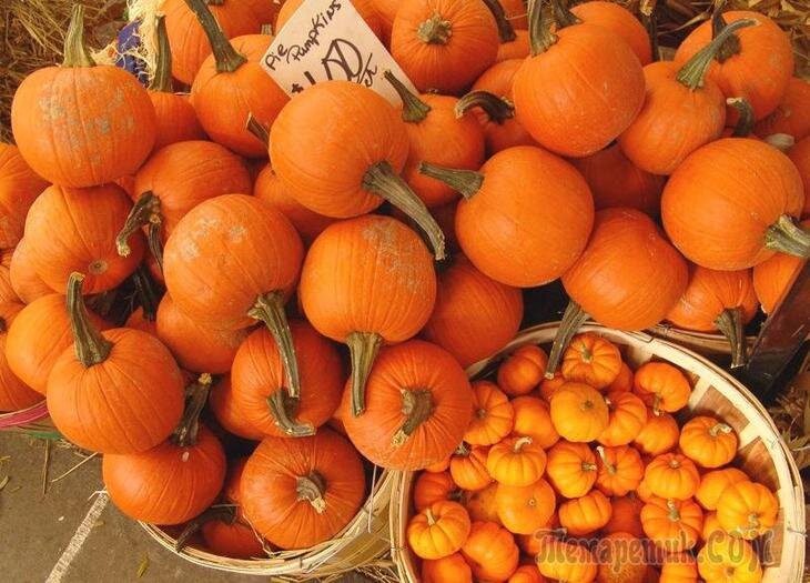 Сорта маленьких тыкв описание мелкоплодных сортов оранжевого и другого цвета для еды
