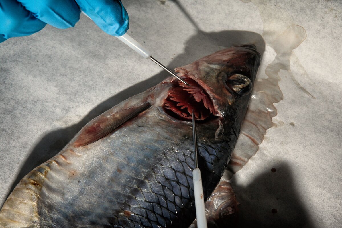 Жаберные дуги с лепестками