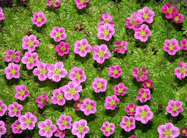 Камнеломка