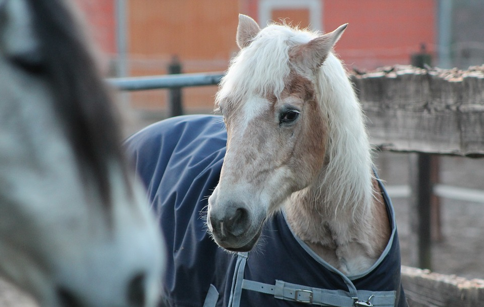 "Senior horse". Источник: Louven from Pixabay