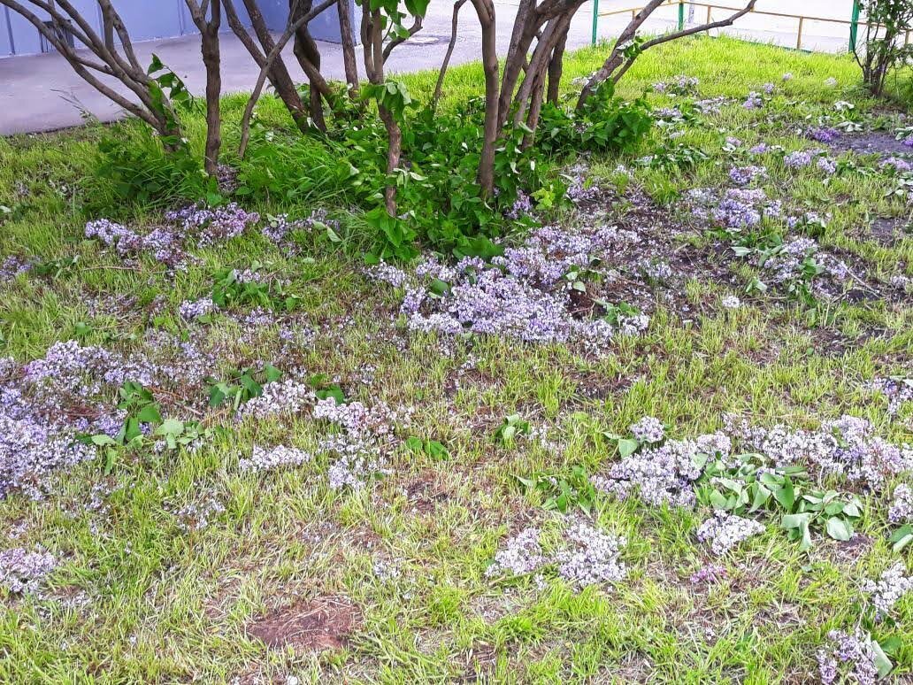 Северный бульвар. Около метро "Отрадное". Фото Светланы Говоровой