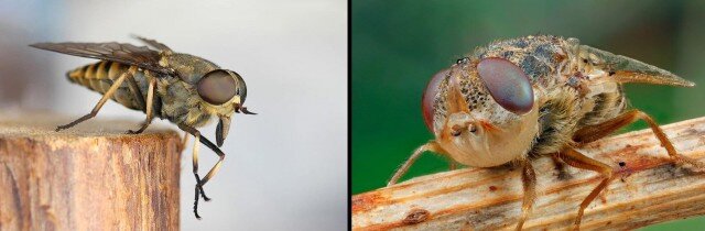 Сонник Сам себе сосу член. К чему снится Сам себе сосу член видеть во сне - Сонник Дома Солнца