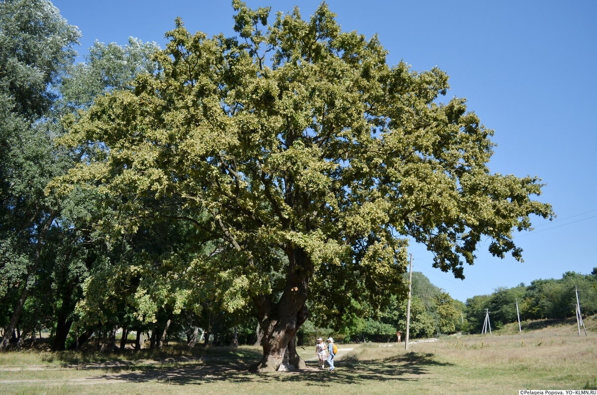 там растет дуб. петровский дуб в коломенском. черешчатый дуб ладушкин. там растет дуб. дуб черешчатый дерево.