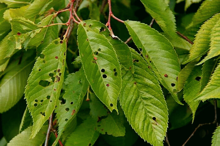 Клястероспориоз грозит полной потерей урожая. 