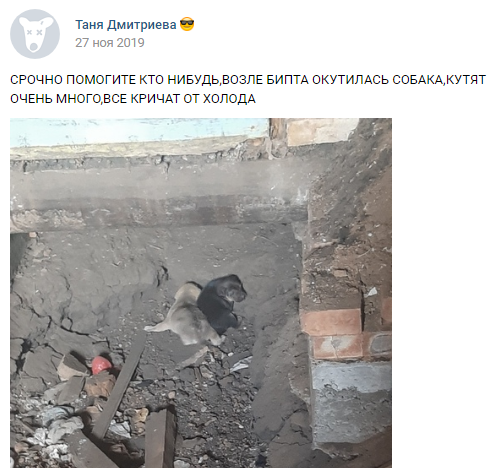 Крик о помощи - найдены голодные щенки