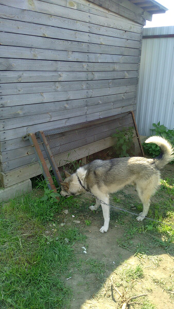 Через  обычную панцирную сетку от кровати просеивали землю для газона