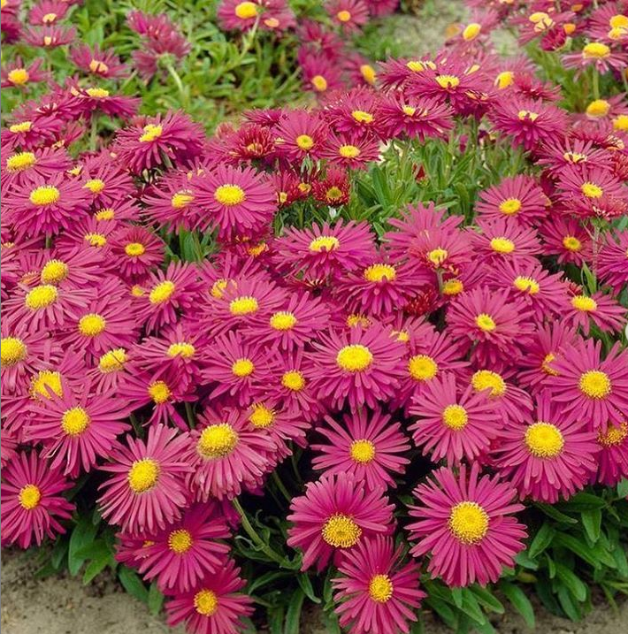 Астра альпийская на сортоиспытательном участке СеДеК