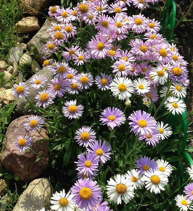 Многообразие сортов астры альпийской компании СеДеК