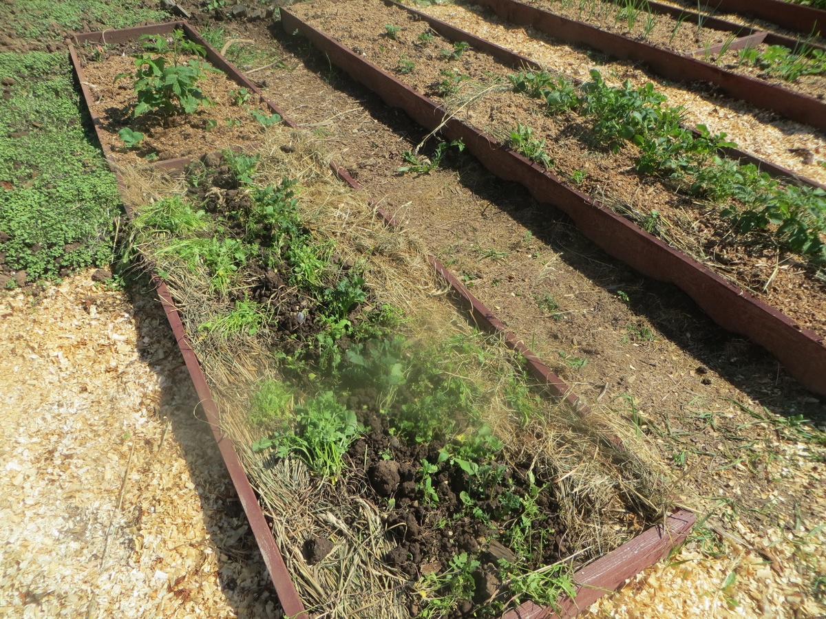 Первая закладка травы.