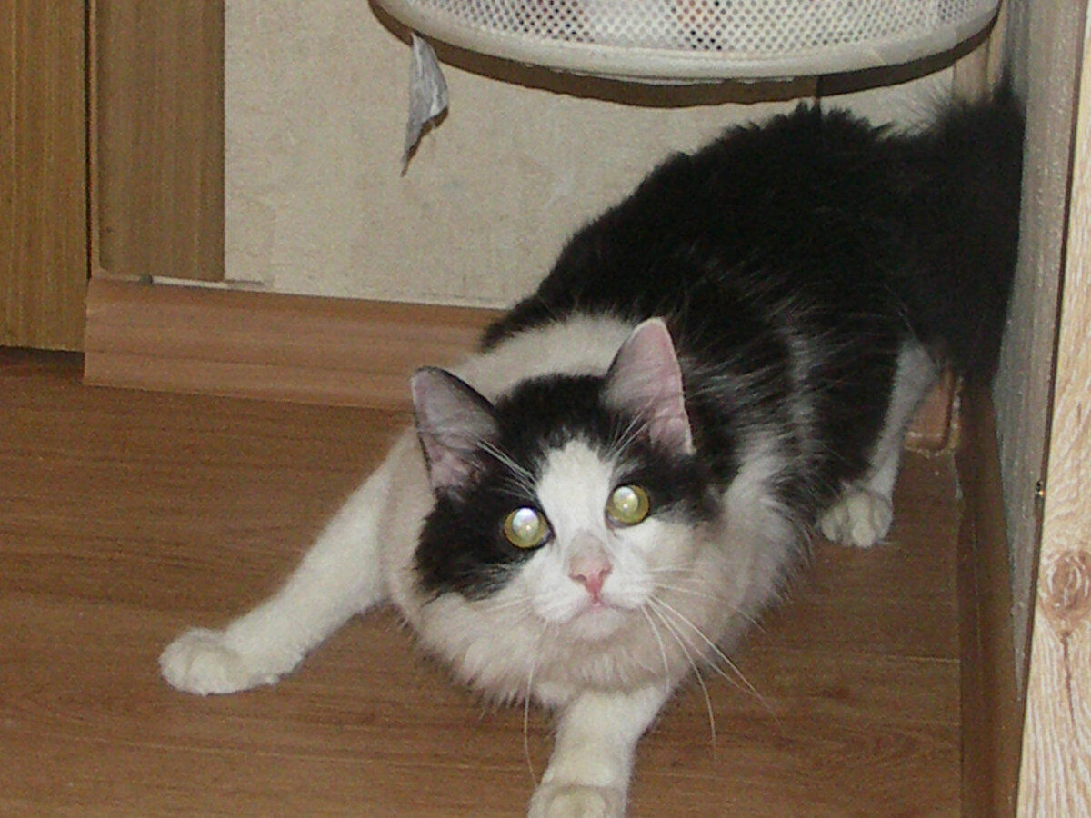 Барсику меньше года