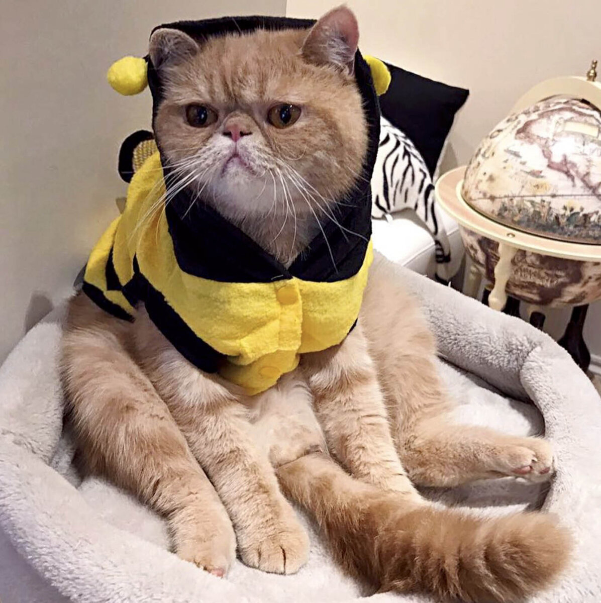 Смешные котики картинки прикольные