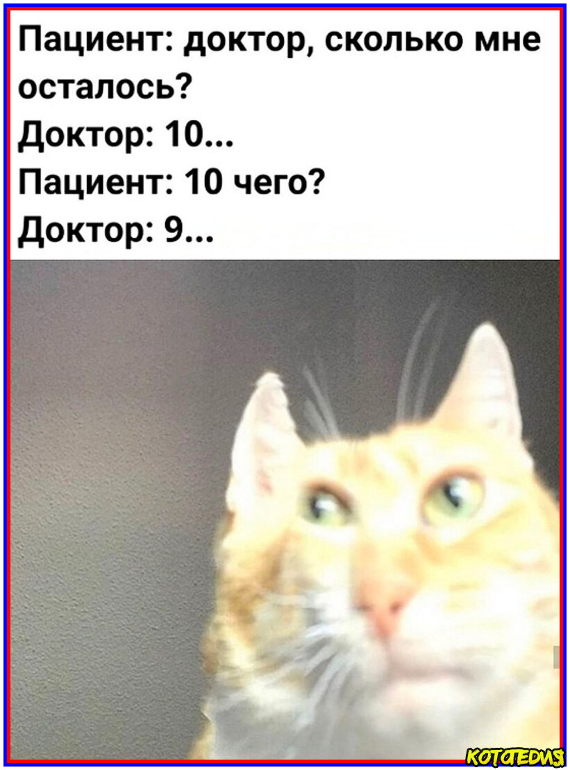 Мемы про котов до слез