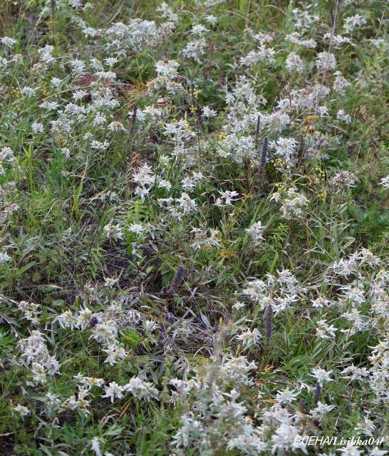 Поляна эдельвейсов в Забайкалье. Фото моё. 