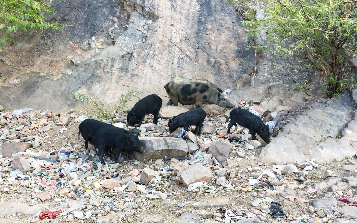 Поросята - это обычные обитатели трущоб.