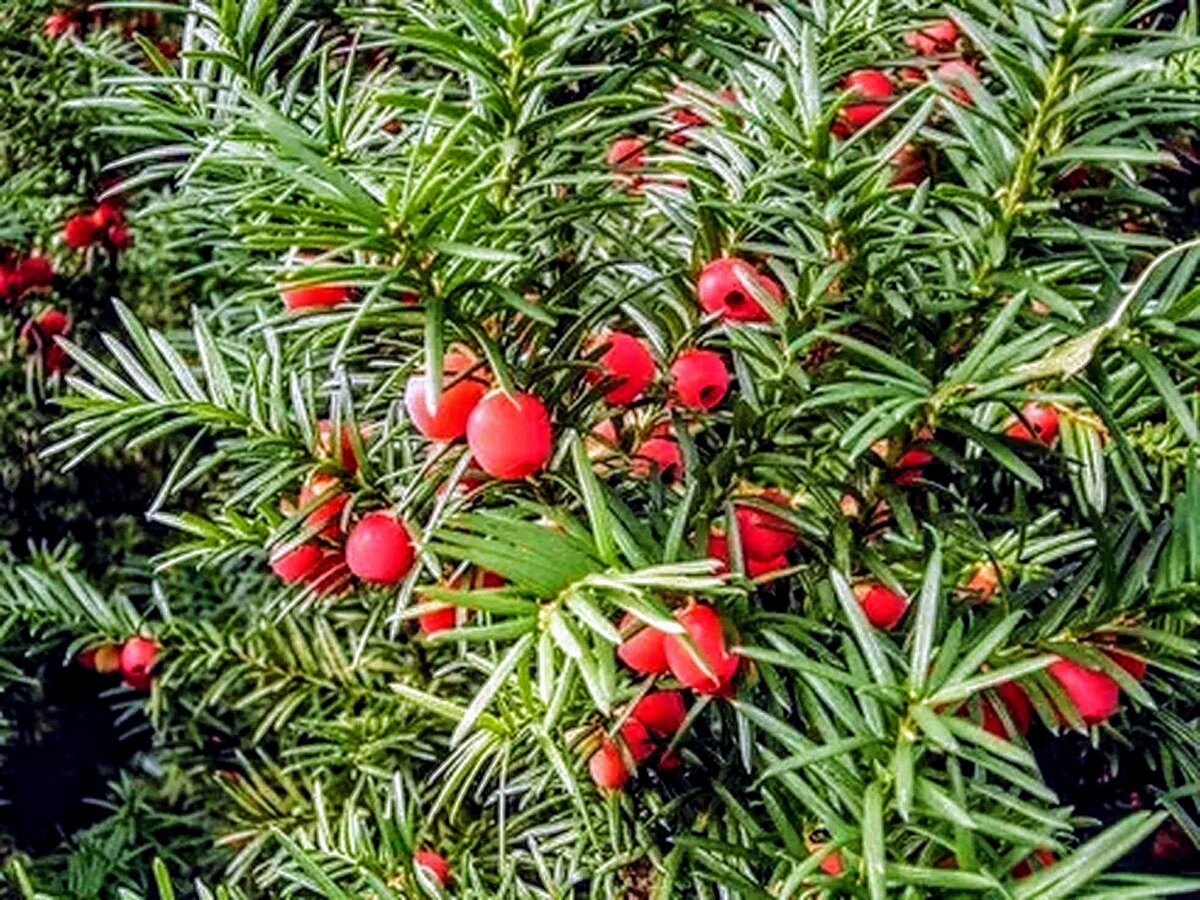 Тис ягодный