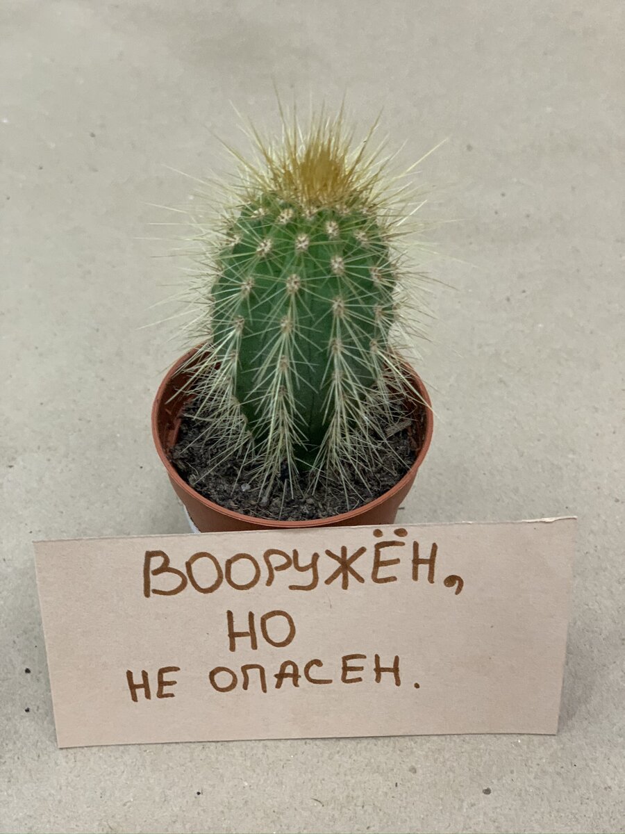 Знакомый незнакомец