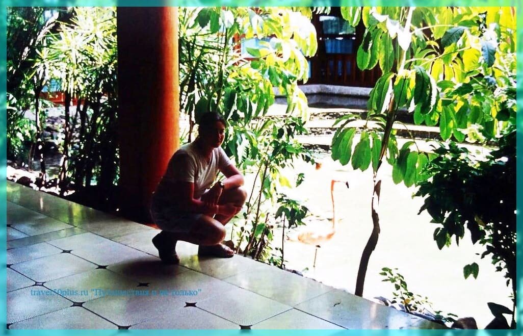 Фламинго, которых можно покормить с руки