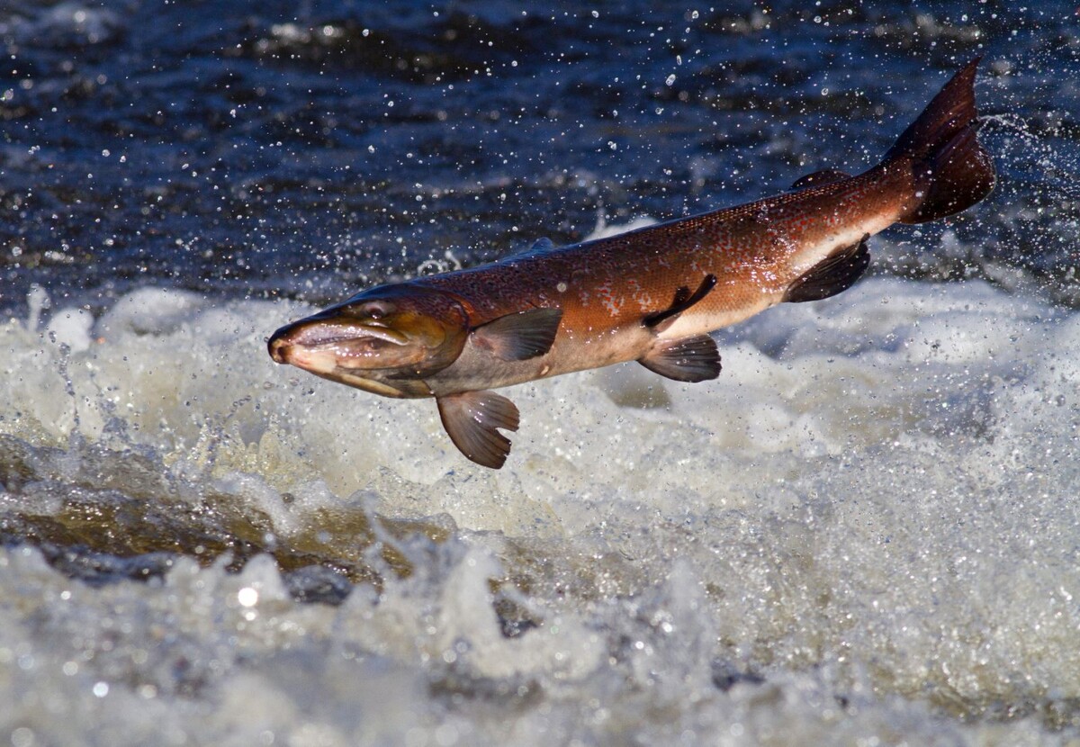 фото из открытого источника