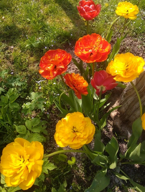 Отцвели уж давно... все тюльпаны в саду. Что делать дальше