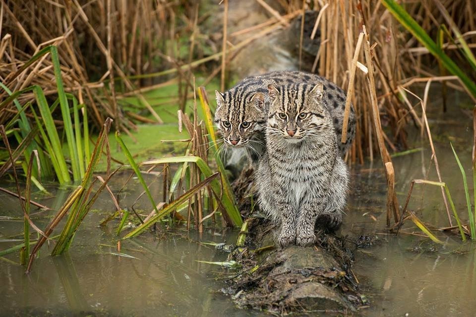Рыба есть?А если найдем.