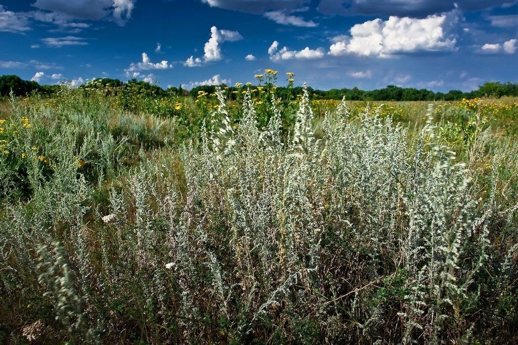 Полынь горькая сбор