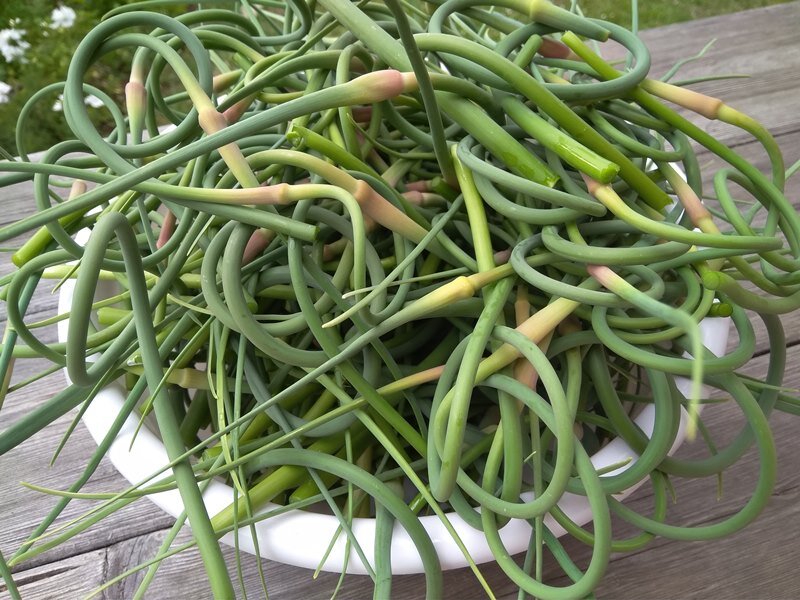 Чесночные стрелки выломала и выбрасывать не стала, потому что из них можно сделать вкусную приправу 