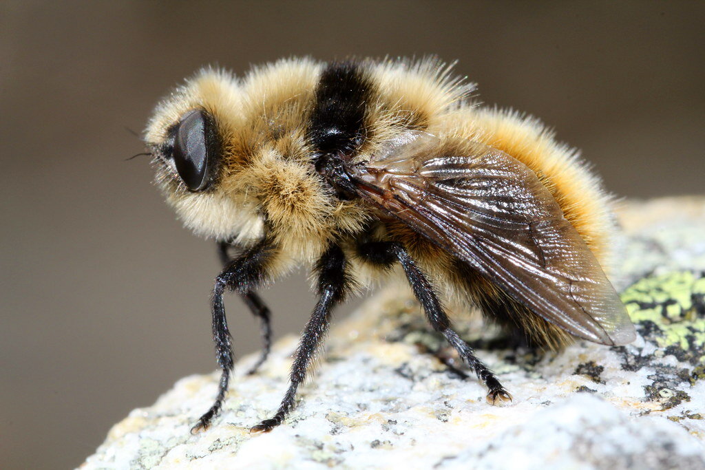 Овод (Cephenemya stimulator) (использовано фото ресурса www.zoopicture.ru)