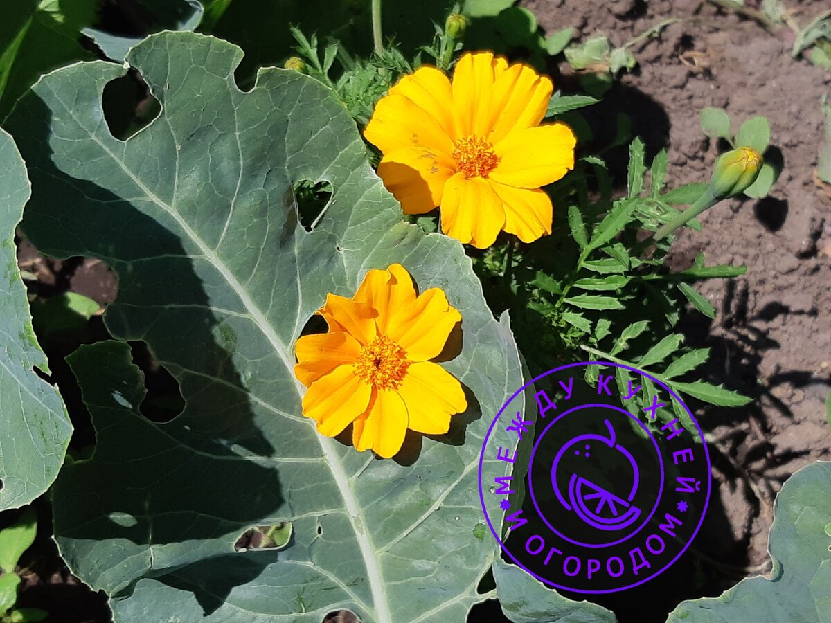 Не забудьте поставить лайк и подписаться на канал!