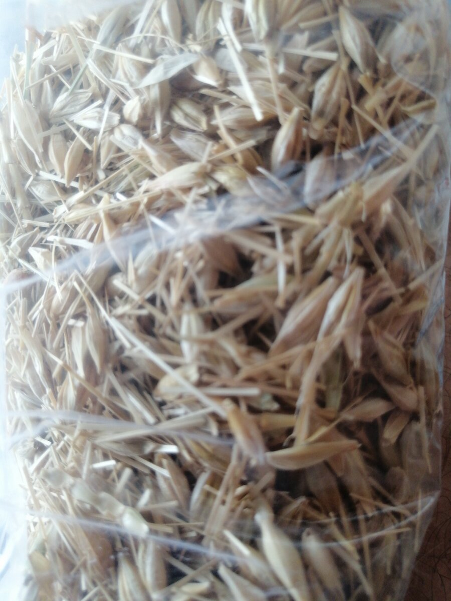 Собранная на поле пшеница готова к посадке