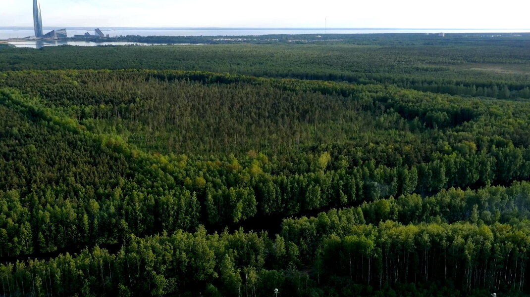 Юнтоловский заказник фото сейчас