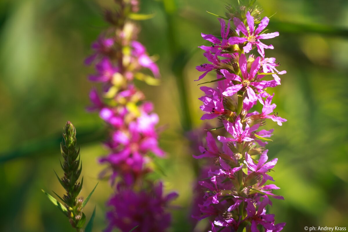 Макросъёмка