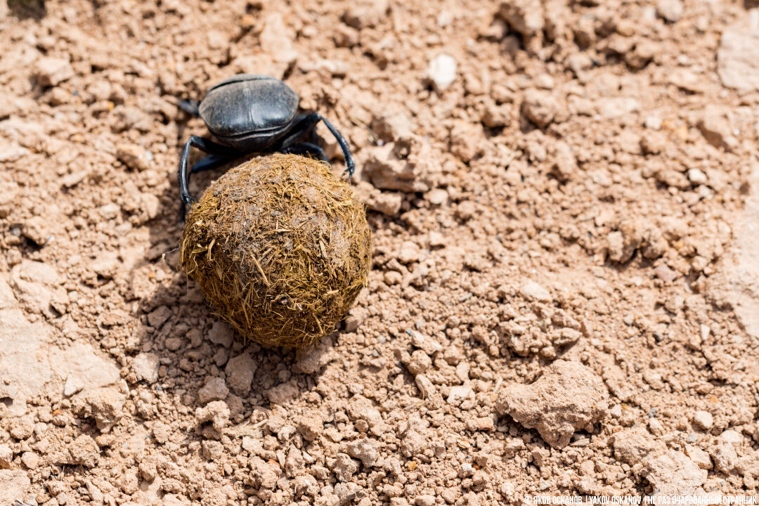 Священный скарабей (Scarabaeus sacer)