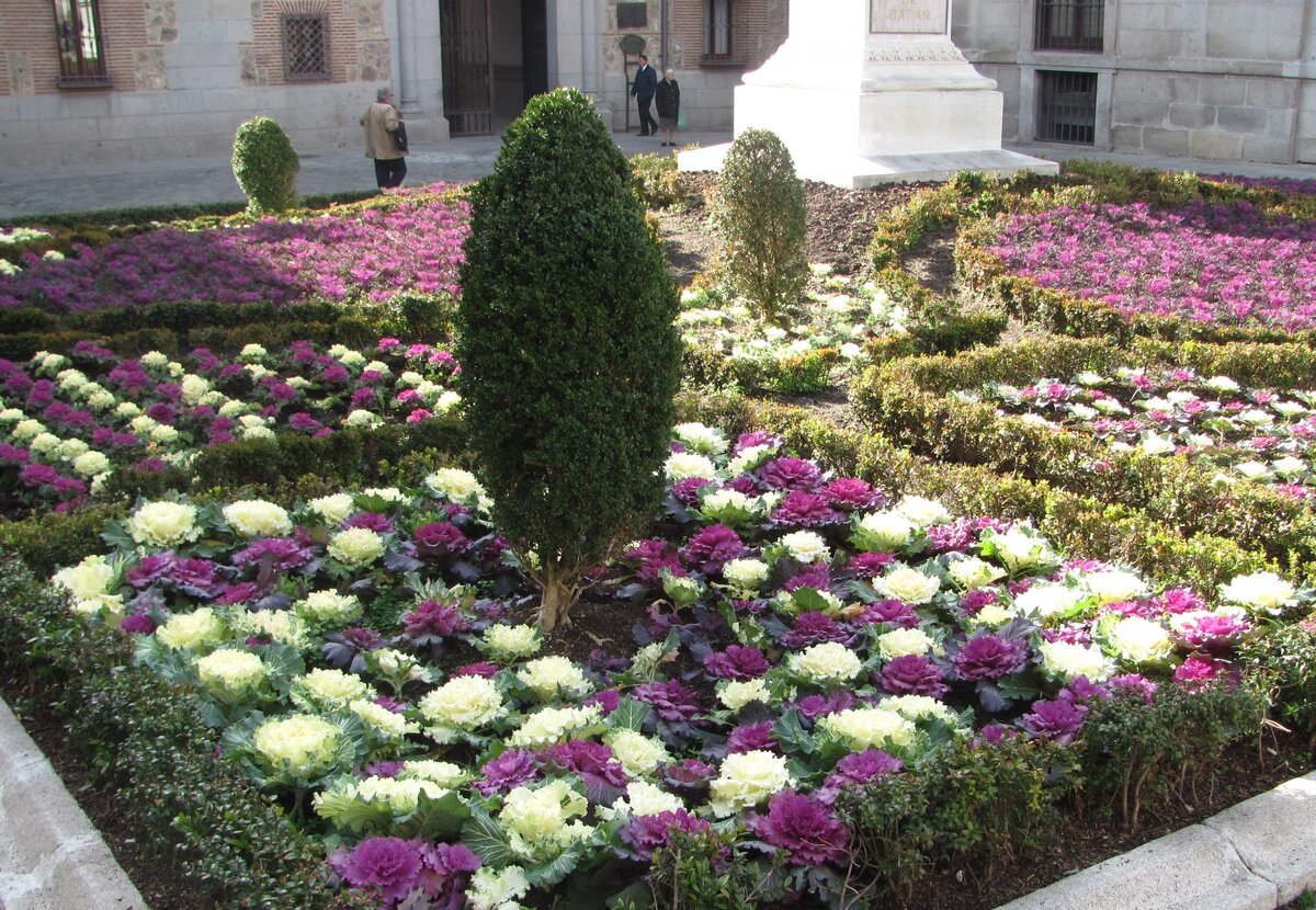 Мадрид. Декоративная капуста. Январь