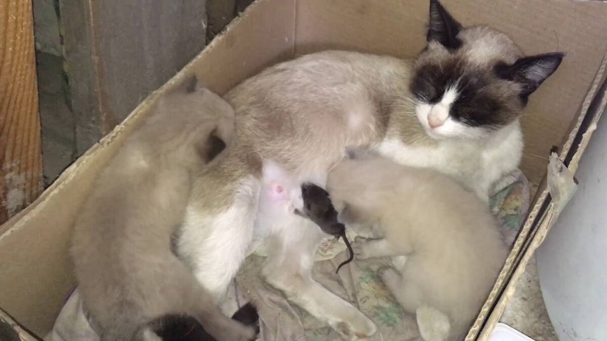 Кошка породы Сноу Шу усыновила крысенка