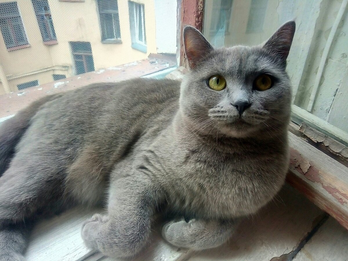 Умная кошка - это сокровище! Фото автора.