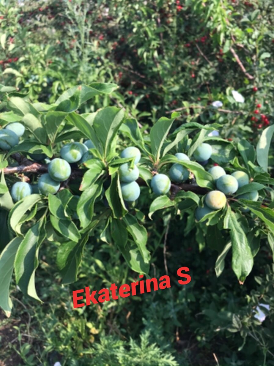 Дедушкина слива