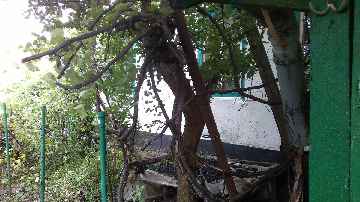 тут видно немного убран виноград завалившийся.. а дерево это шелковица...
