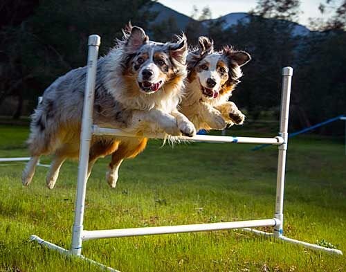 Аусси на аджилити https://i.pinimg.com/736x/4c/b8/e5/4cb8e594898e98bbd393fde62ffb4385--photos-of-dog-photos.jpg