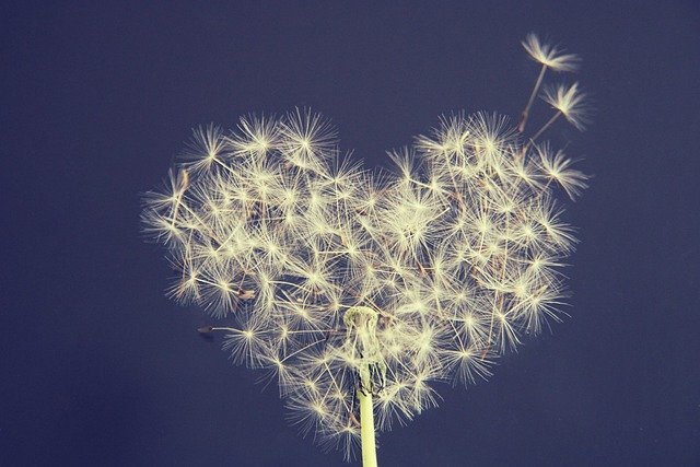 Image by Kranich17 from Pixabay